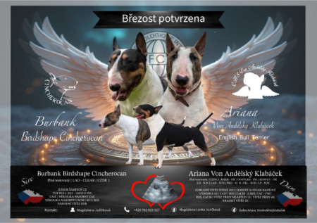 tvorba psích krycích letáčků